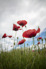 Red poppies at field with white wild flowers and rainy sky