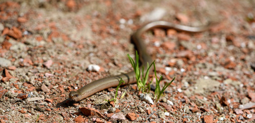 Blindworm on stone way