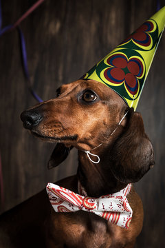 Portrait of a dog with a hat on a party
