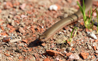 Blindworm on stone way
