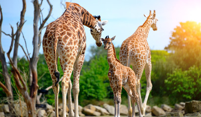 Famille de girafes