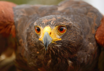 Hawk portrait