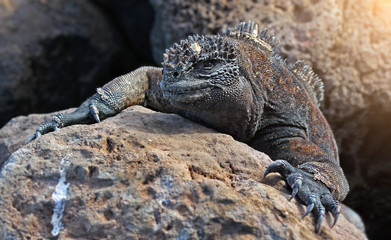 Obraz premium Old black creeper on the stone