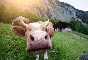 Portrait of a funny cow