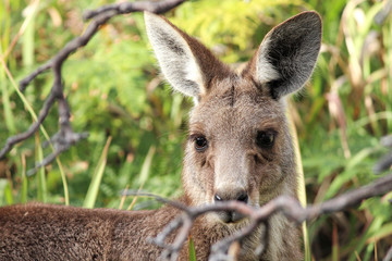 Fototapeta premium Portrait kangaroo