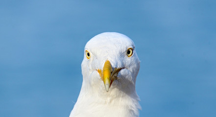 Portrait of a Seagull closeup on blue background