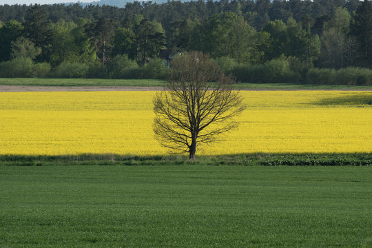Rapsfält med ett träd i mitten