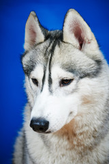 Siberian husky  dog