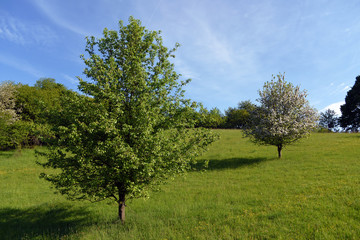 Fototapeta na wymiar Meadow with apple tree