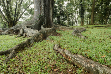 Fototapeta na wymiar Large tree roots. Sri Lanka