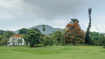 Naklejka premium Tropical trees in the Garden of Peradeniya. Sri Lanka