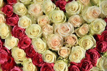 Obraz na płótnie Canvas Pink roses in different shades in wedding arrangement