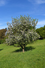 Meadow with apple tree