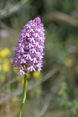 Fototapeta premium Orquídea piramidal