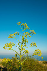 Fennel