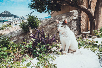 White Cat Sitting on Stone Wall in Garden