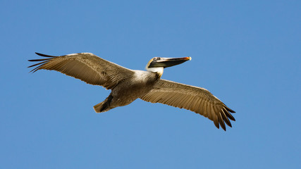 Fototapeta premium Pelican flying against blue sky, Forida