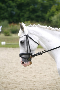 Head of a purebred grey dressage horse outdoors