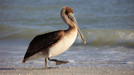 Pelican walking on the beach in the morning sun, Florida