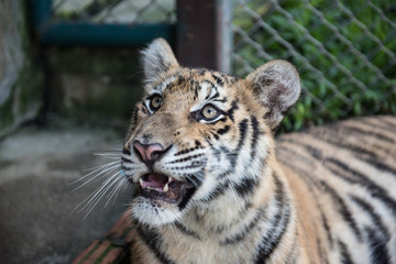 Tiger Looking At Visitors