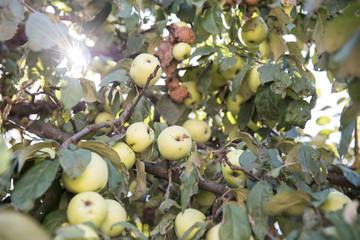 Antonovka Apples Hanging from Tree