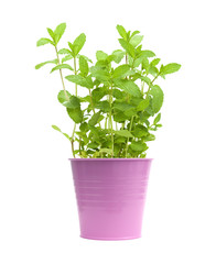 fresh growing mint plants © Tamara Kulikova
