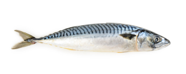 mackerel fish isolated - obrazy, fototapety, plakaty
