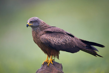 Black kite (Milvus migrans)