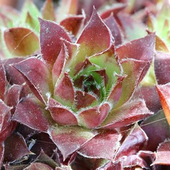 Sempervivum