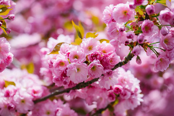 Pink flowers in blossom