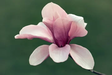 Photo sur Plexiglas Magnolia Belle fleur de magnolia