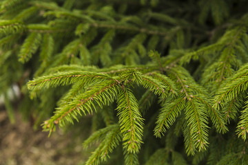 Branches of fir tree, spring in forest