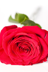 red rose on white