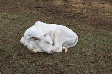 Cattle - Nelore Calf on farm