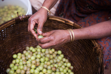Gooseberry Being Sold