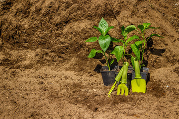 Pot with seedlings  garden tools equipment gloves background  bl