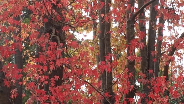 Fall foliage on oak trees, leaves yellow and red with rain falling. HD Video. End of drought in California?