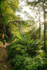 Naklejka premium Hiking in a tropical forest