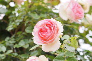 白×ピンクのバラ