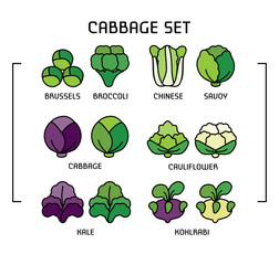 Set of colored linear icons with varieties cabbage.
