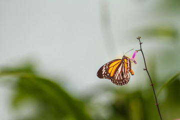 Black veined tiger butterfly in a garden