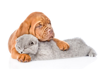 Bordeaux puppy hugs cat. isolated on white background