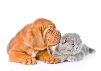 Bordeaux puppy kisses cat. isolated on white background