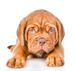 Closeup Bordeaux puppy dog lying in front view. isolated on whit