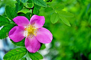 Landscape, flower rosehip