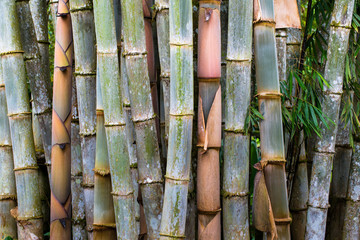 Guadua bamboo