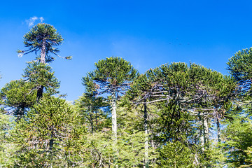 Araucaria forest in National Park Herquehue, Chile. The tree is called Araucaria araucana (commonly: monkey puzzle tree, monkey tail tree, Chilean pine)