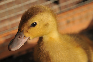 duckling face