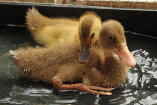 Pet ducklings cuddling