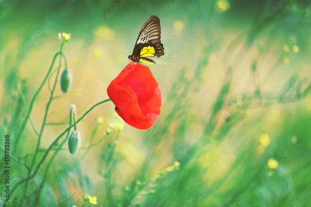 Wall mural butterfly sitting on poppy flower in nature